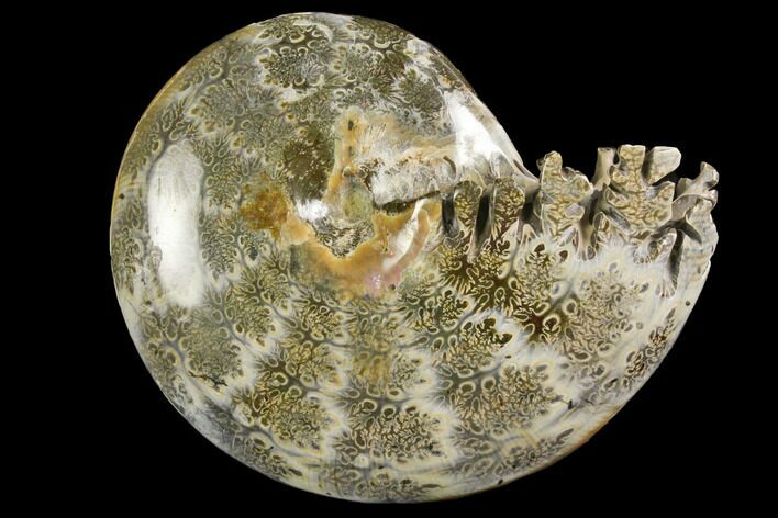 Polished, Agatized Ammonite (Phylloceras?) - Madagascar #149199